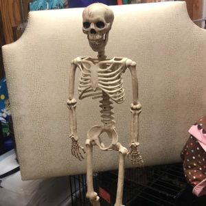 Skeleton anatomy classroom Halloween